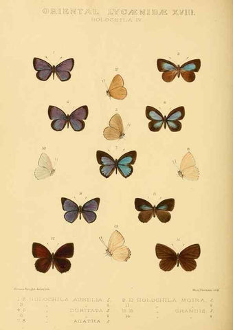 Reproducción/Reproduction 48954700152: Rhopalocera exotica. London :Gurney & Jackson,1887-1902.. 