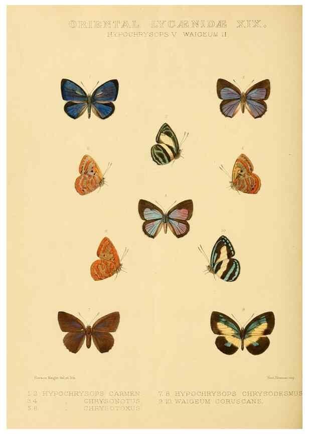 Reproducción/Reproduction 48953961948: Rhopalocera exotica. London :Gurney & Jackson,1887-1902.. 