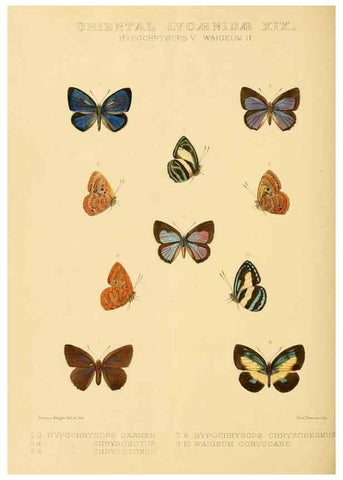 Reproducción/Reproduction 48953961948: Rhopalocera exotica. London :Gurney & Jackson,1887-1902.. 