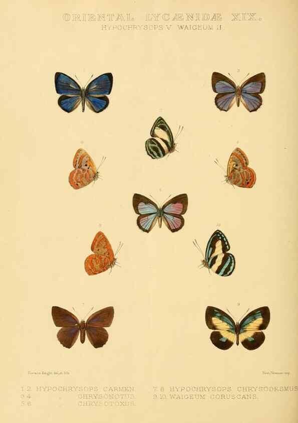 Reproducción/Reproduction 48953961948: Rhopalocera exotica. London :Gurney & Jackson,1887-1902.. 