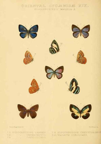 Reproducción/Reproduction 48953961948: Rhopalocera exotica. London :Gurney & Jackson,1887-1902.. 
