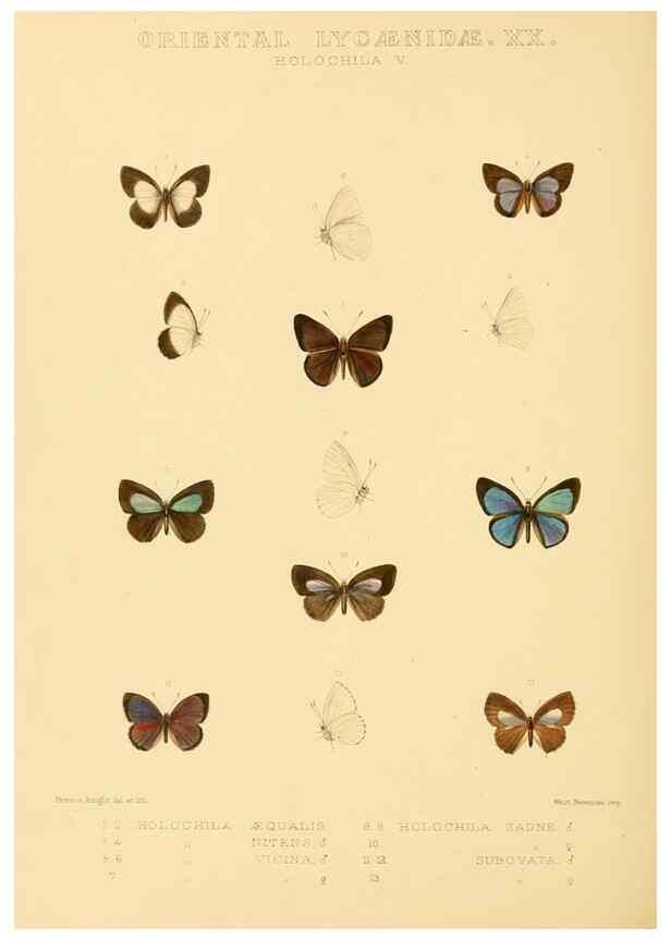 Reproducción/Reproduction 48954513031: Rhopalocera exotica. London :Gurney & Jackson,1887-1902.. 