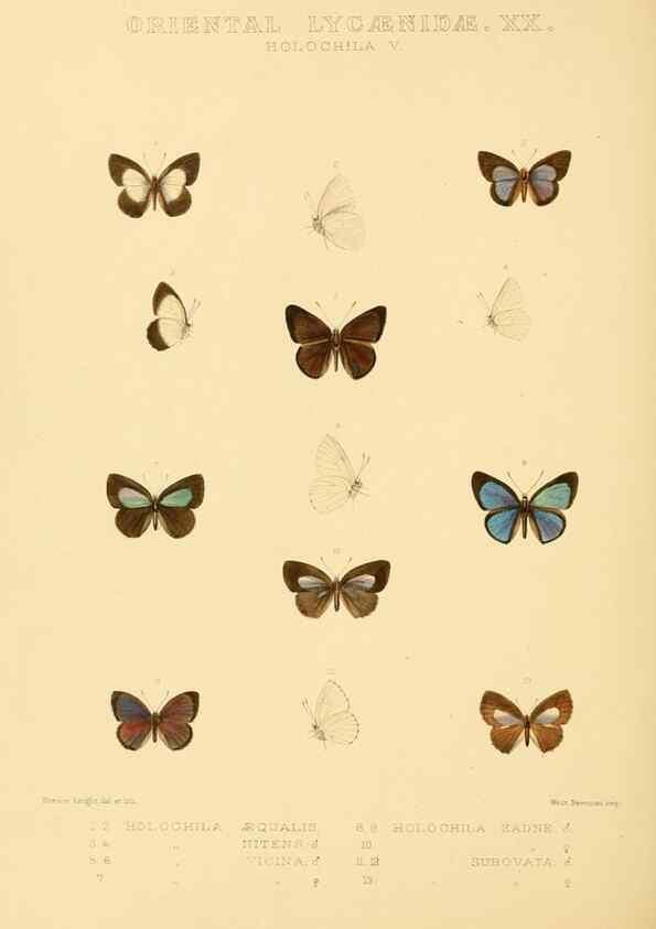 Reproducción/Reproduction 48954513031: Rhopalocera exotica. London :Gurney & Jackson,1887-1902.. 