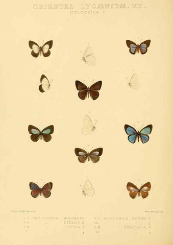 Reproducción/Reproduction 48954513031: Rhopalocera exotica. London :Gurney & Jackson,1887-1902.. 