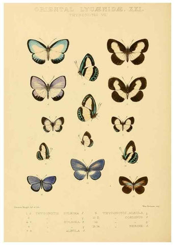 Reproducción/Reproduction 48954701417: Rhopalocera exotica. London :Gurney & Jackson,1887-1902.. 