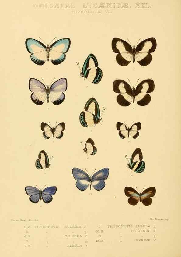 Reproducción/Reproduction 48954701417: Rhopalocera exotica. London :Gurney & Jackson,1887-1902.. 