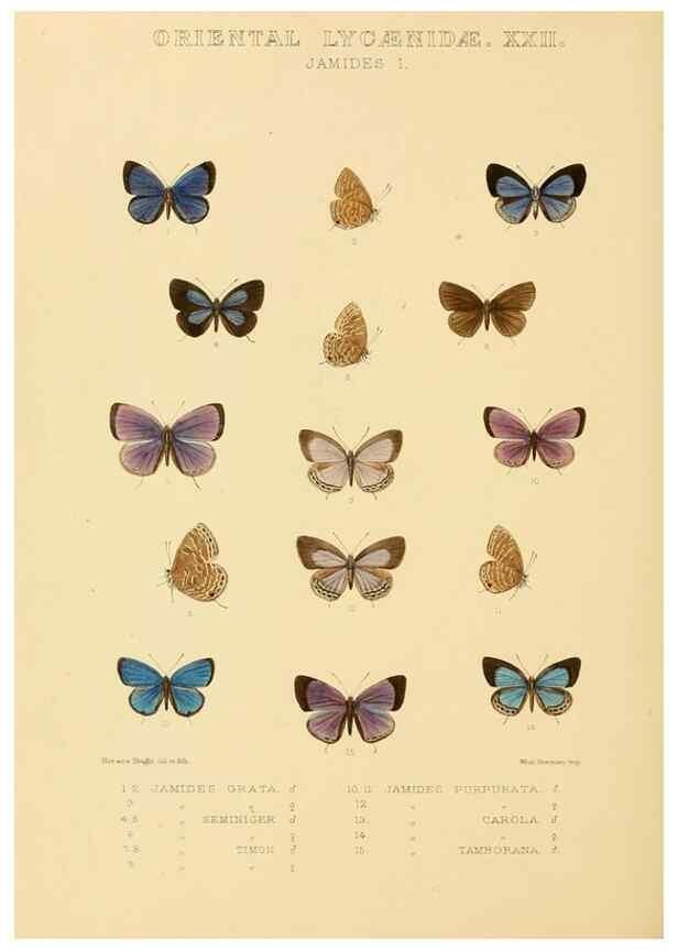 Reproducción/Reproduction 48954701682: Rhopalocera exotica. London :Gurney & Jackson,1887-1902.. 