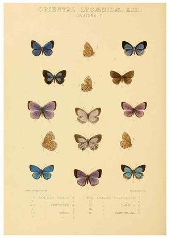 Reproducción/Reproduction 48954701682: Rhopalocera exotica. London :Gurney & Jackson,1887-1902.. 