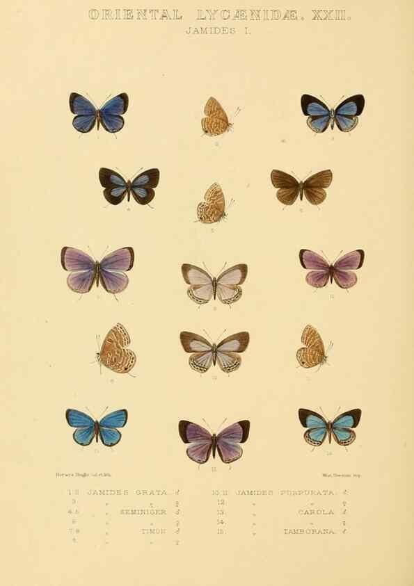 Reproducción/Reproduction 48954701682: Rhopalocera exotica. London :Gurney & Jackson,1887-1902.. 