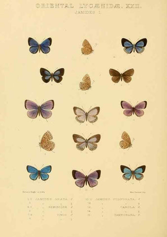 Reproducción/Reproduction 48954701682: Rhopalocera exotica. London :Gurney & Jackson,1887-1902.. 