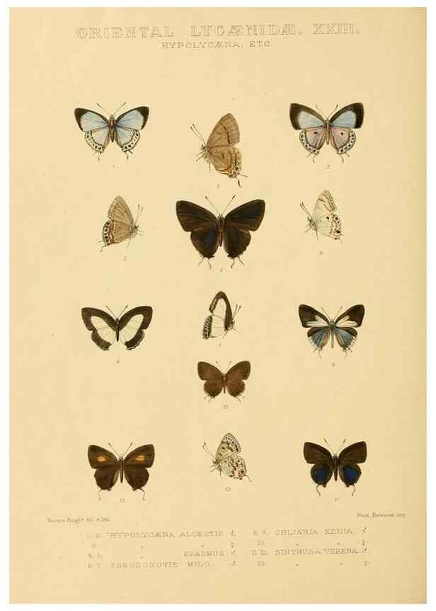 Reproducción/Reproduction 48954701997: Rhopalocera exotica. London :Gurney & Jackson,1887-1902.. 