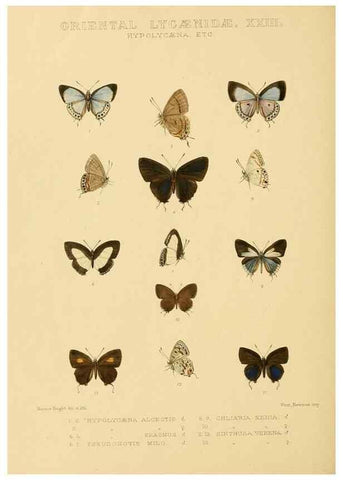 Reproducción/Reproduction 48954701997: Rhopalocera exotica. London :Gurney & Jackson,1887-1902.. 