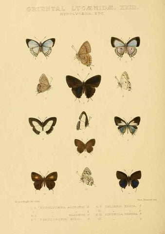 Reproducción/Reproduction 48954701997: Rhopalocera exotica. London :Gurney & Jackson,1887-1902.. 