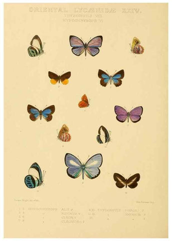 Reproducción/Reproduction 48954702357: Rhopalocera exotica. London :Gurney & Jackson,1887-1902.. 