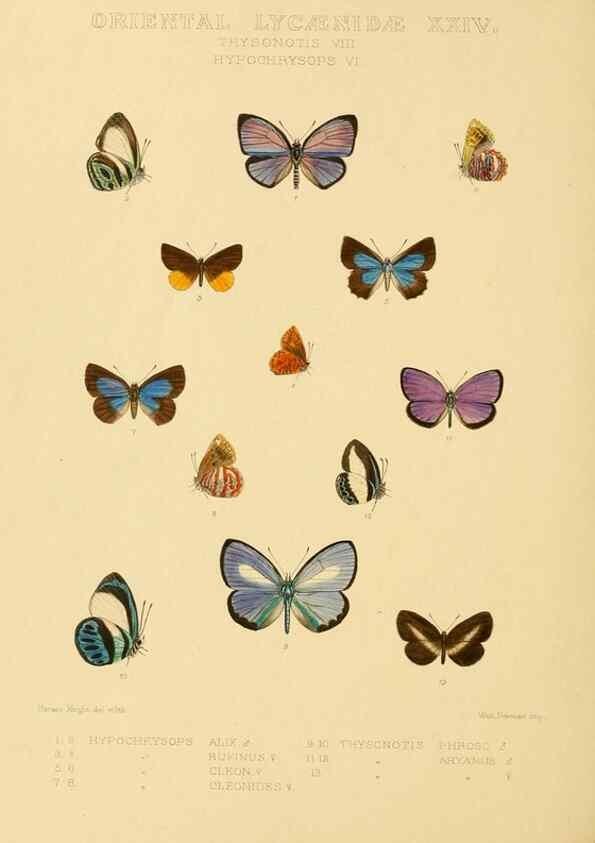Reproducción/Reproduction 48954702357: Rhopalocera exotica. London :Gurney & Jackson,1887-1902.. 