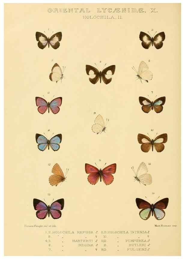 Reproducción/Reproduction 48954508791: Rhopalocera exotica. London :Gurney & Jackson,1887-1902.. 