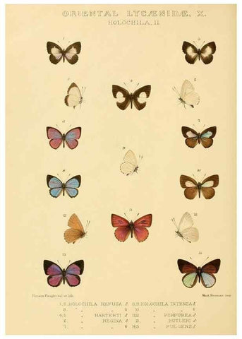 Reproducción/Reproduction 48954508791: Rhopalocera exotica. London :Gurney & Jackson,1887-1902.. 