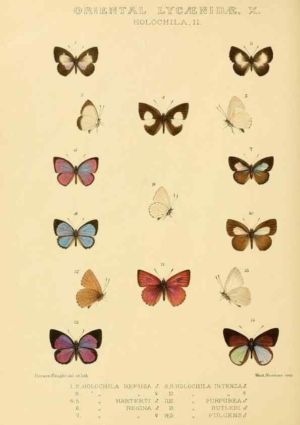 Reproducción/Reproduction 48954508791: Rhopalocera exotica. London :Gurney & Jackson,1887-1902.. 