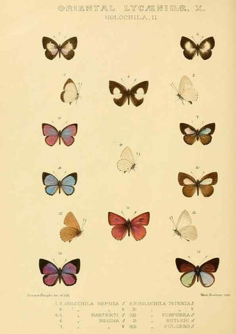Reproducción/Reproduction 48954508791: Rhopalocera exotica. London :Gurney & Jackson,1887-1902.. 