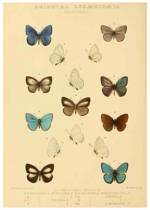 Reproducción/Reproduction 48954695922: Rhopalocera exotica. London :Gurney & Jackson,1887-1902.. 