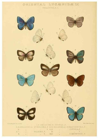 Reproducción/Reproduction 48954695922: Rhopalocera exotica. London :Gurney & Jackson,1887-1902.. 