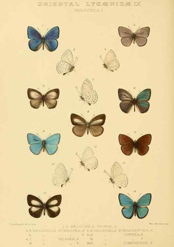 Reproducción/Reproduction 48954695922: Rhopalocera exotica. London :Gurney & Jackson,1887-1902.. 