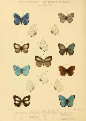 Reproducción/Reproduction 48954695922: Rhopalocera exotica. London :Gurney & Jackson,1887-1902.. 