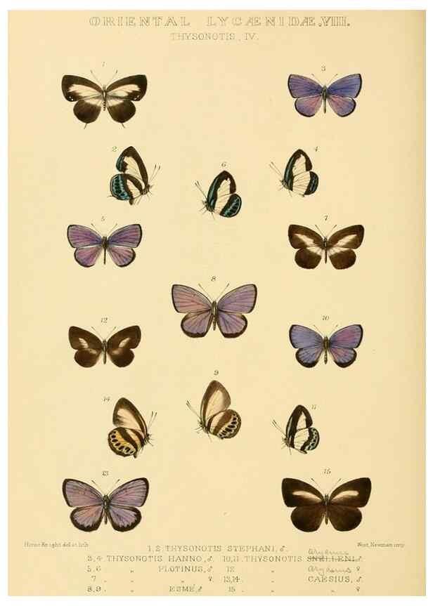 Reproducción/Reproduction 48954695532: Rhopalocera exotica. London :Gurney & Jackson,1887-1902.. 
