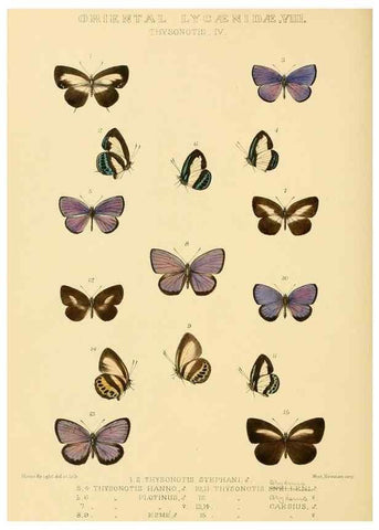 Reproducción/Reproduction 48954695532: Rhopalocera exotica. London :Gurney & Jackson,1887-1902.. 