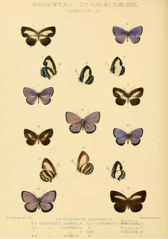 Reproducción/Reproduction 48954695532: Rhopalocera exotica. London :Gurney & Jackson,1887-1902.. 