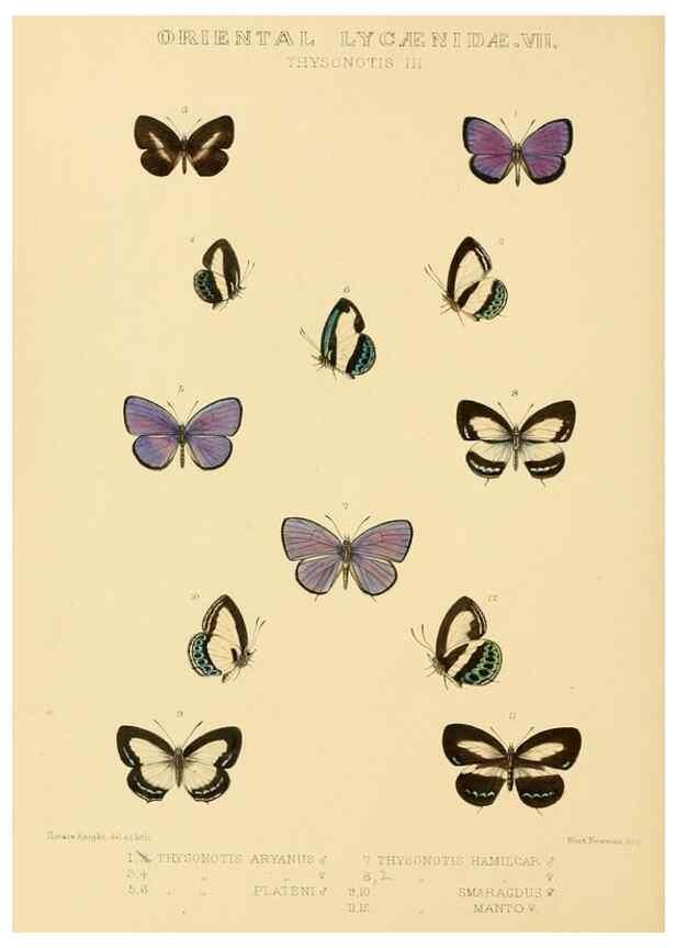 Reproducción/Reproduction 48954507311: Rhopalocera exotica. London :Gurney & Jackson,1887-1902.. 