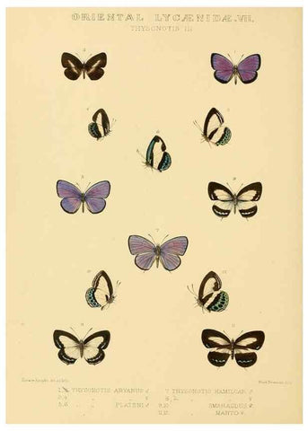 Reproducción/Reproduction 48954507311: Rhopalocera exotica. London :Gurney & Jackson,1887-1902.. 