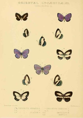 Reproducción/Reproduction 48954507311: Rhopalocera exotica. London :Gurney & Jackson,1887-1902.. 