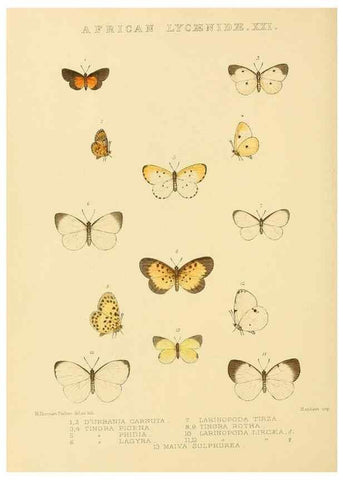 Reproducción/Reproduction 48953950858: Rhopalocera exotica. London :Gurney & Jackson,1887-1902.. 