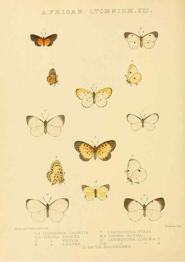 Reproducción/Reproduction 48953950858: Rhopalocera exotica. London :Gurney & Jackson,1887-1902.. 