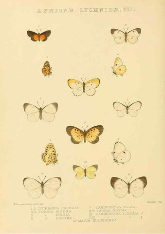 Reproducción/Reproduction 48953950858: Rhopalocera exotica. London :Gurney & Jackson,1887-1902.. 
