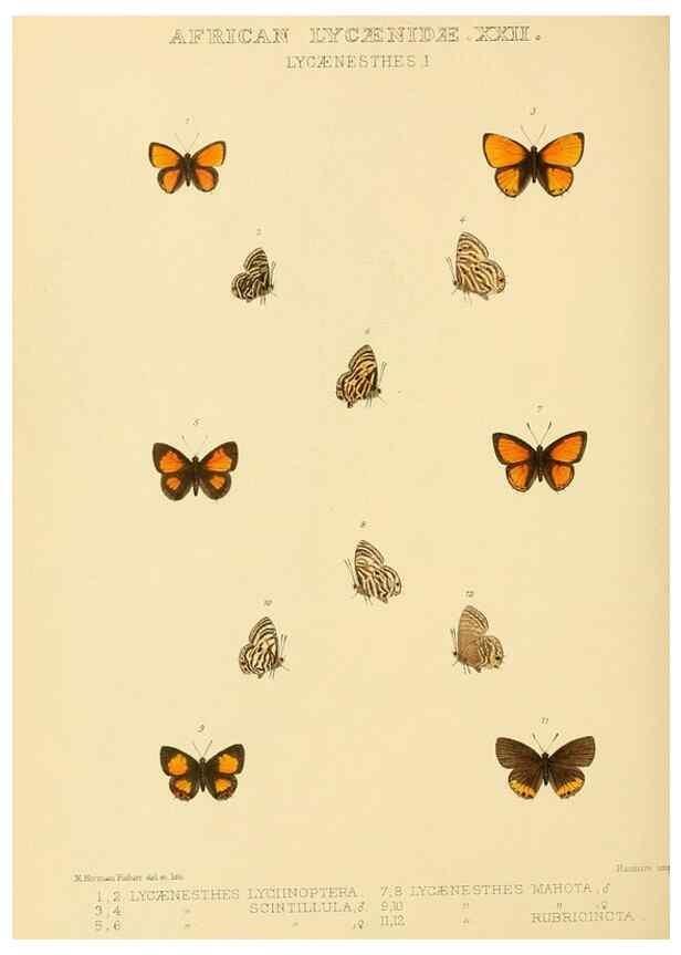 Reproducción/Reproduction 48954501521: Rhopalocera exotica. London :Gurney & Jackson,1887-1902.. 