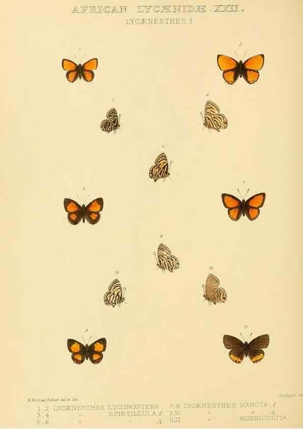 Reproducción/Reproduction 48954501521: Rhopalocera exotica. London :Gurney & Jackson,1887-1902.. 