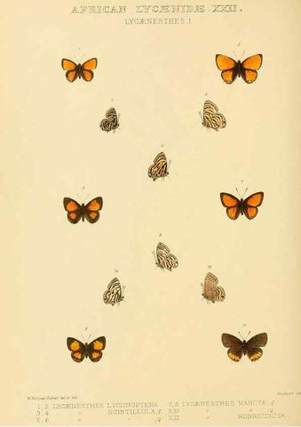 Reproducción/Reproduction 48954501521: Rhopalocera exotica. London :Gurney & Jackson,1887-1902.. 