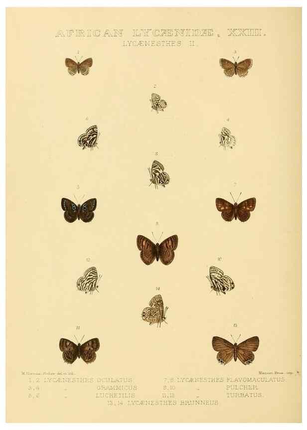 Reproducción/Reproduction 48954501911: Rhopalocera exotica. London :Gurney & Jackson,1887-1902.. 