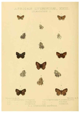 Reproducción/Reproduction 48954501911: Rhopalocera exotica. London :Gurney & Jackson,1887-1902.. 