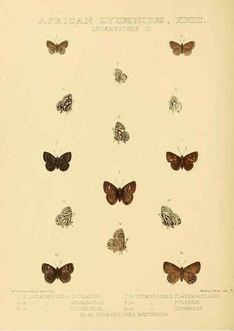 Reproducción/Reproduction 48954501911: Rhopalocera exotica. London :Gurney & Jackson,1887-1902.. 
