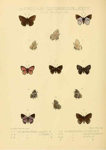 Reproducción/Reproduction 48954502311: Rhopalocera exotica. London :Gurney & Jackson,1887-1902.. 