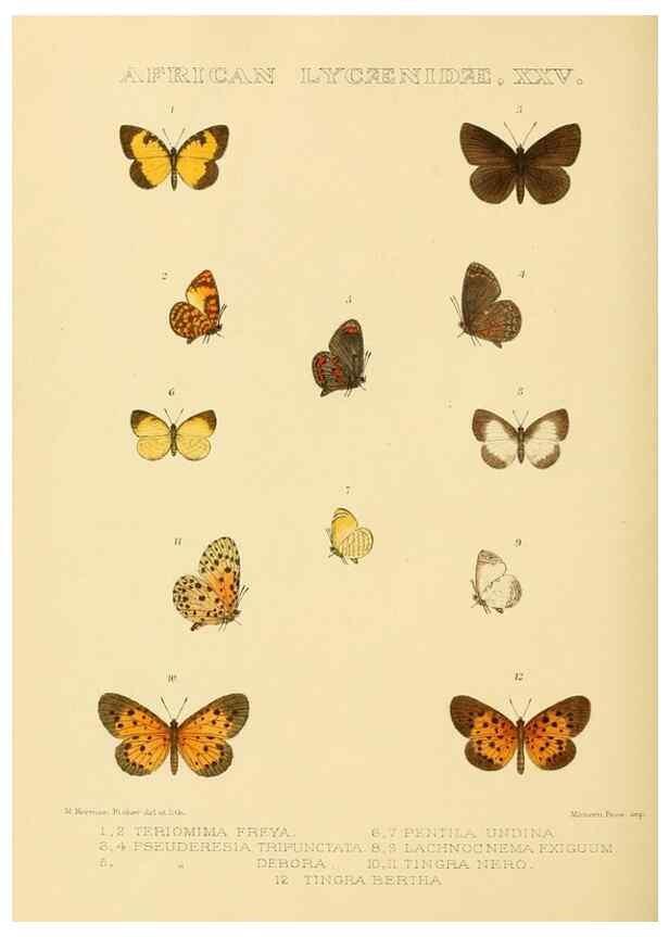 Reproducción/Reproduction 48953952523: Rhopalocera exotica. London :Gurney & Jackson,1887-1902.. 