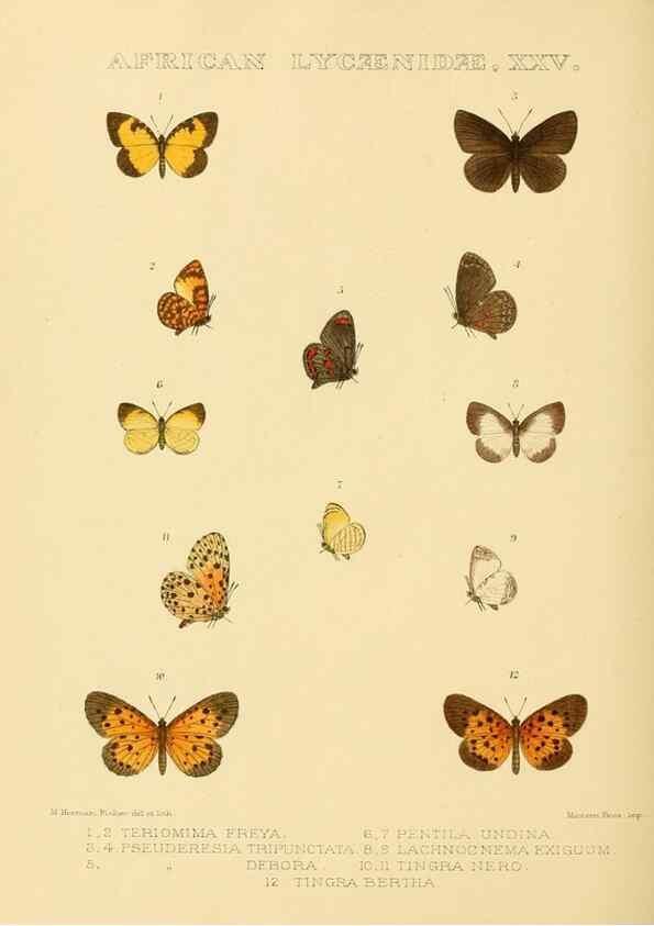 Reproducción/Reproduction 48953952523: Rhopalocera exotica. London :Gurney & Jackson,1887-1902.. 