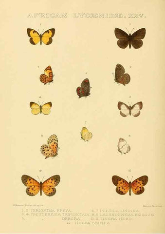 Reproducción/Reproduction 48953952523: Rhopalocera exotica. London :Gurney & Jackson,1887-1902.. 