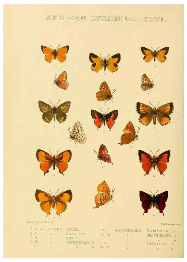 Reproducción/Reproduction 48954690692: Rhopalocera exotica. London :Gurney & Jackson,1887-1902.. 