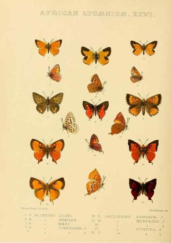 Reproducción/Reproduction 48954690692: Rhopalocera exotica. London :Gurney & Jackson,1887-1902.. 