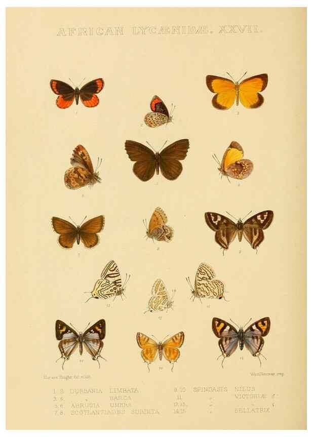 Reproducción/Reproduction 48954691077: Rhopalocera exotica. London :Gurney & Jackson,1887-1902.. 