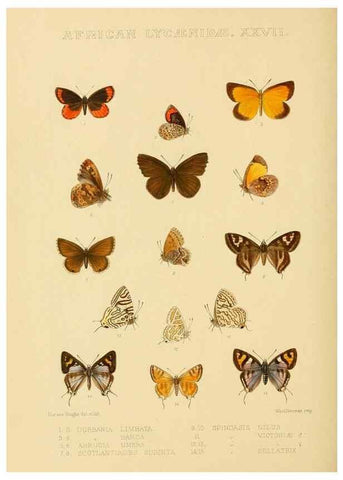 Reproducción/Reproduction 48954691077: Rhopalocera exotica. London :Gurney & Jackson,1887-1902.. 